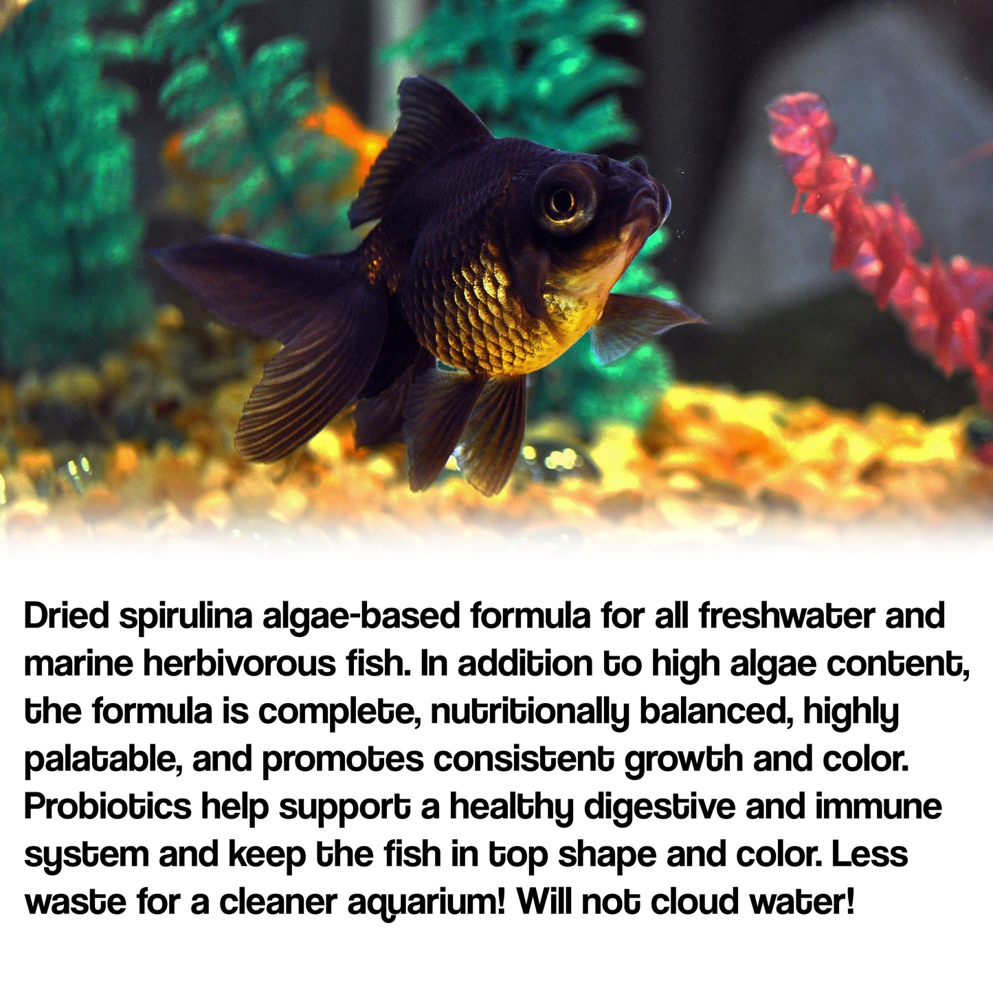 Congo Supreme Spirulina Flakes High Nutrition Fish Food for All Types of Tropical-100gm