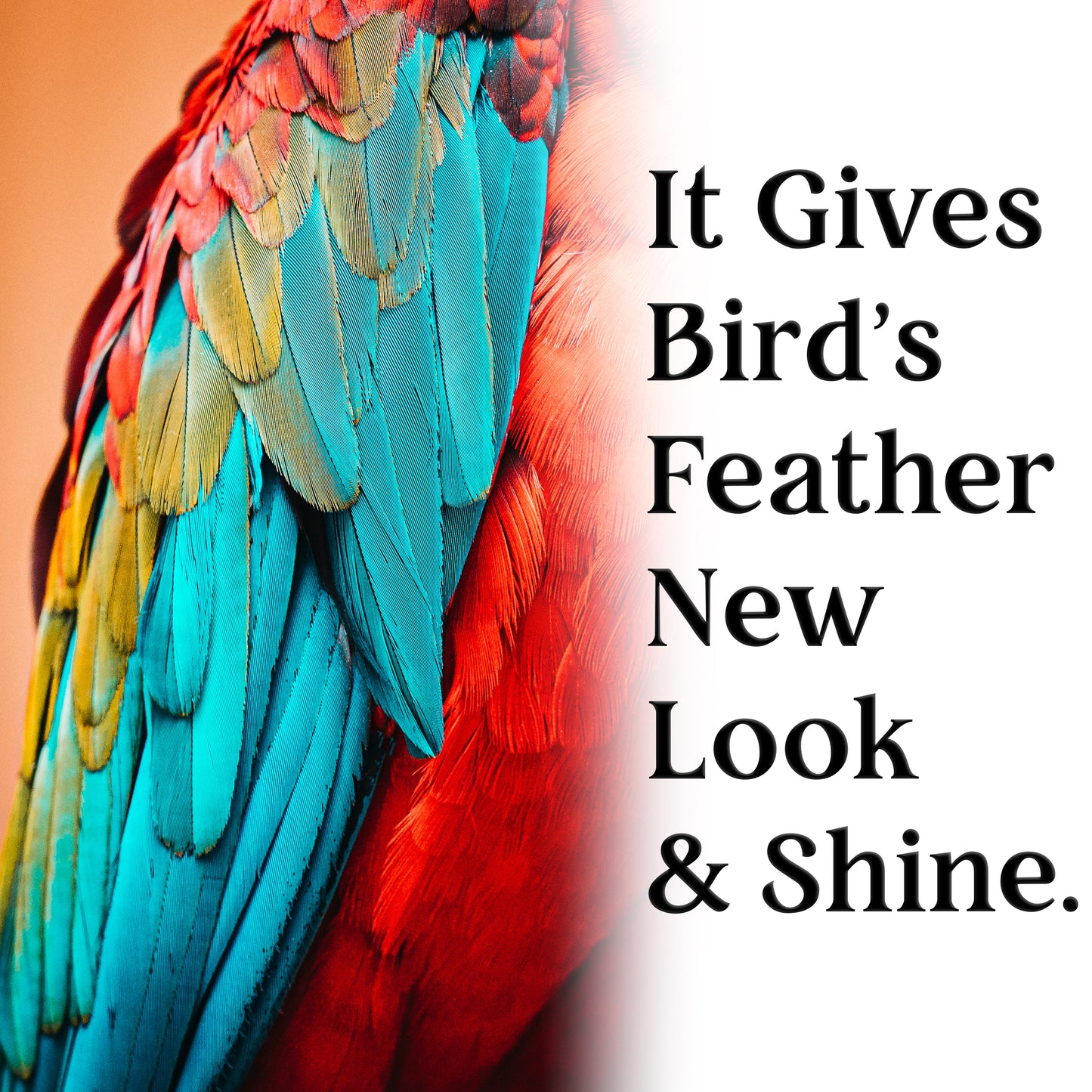 Congo 500ml AvianBath Feather Care Bird Bath Spray | for Healthy Feather for Budgies, Cockatiels, Lovebirds, Conure, Senegal, Amazon, African Grey, Macaw and Other Birds