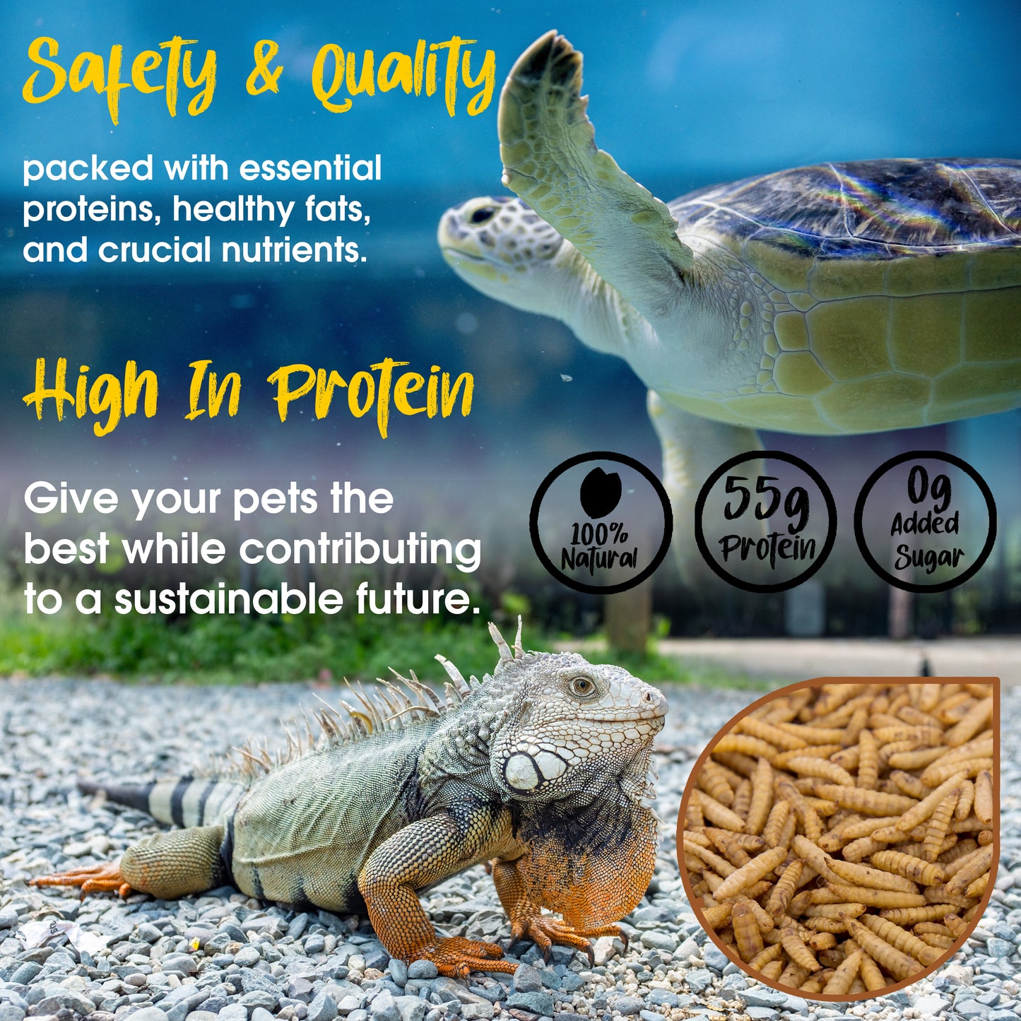 Congo® BSF Dry Larvae 50g High Protein Treat for Fish, Birds, Turtles, Tortoise and Other Pets, 50g