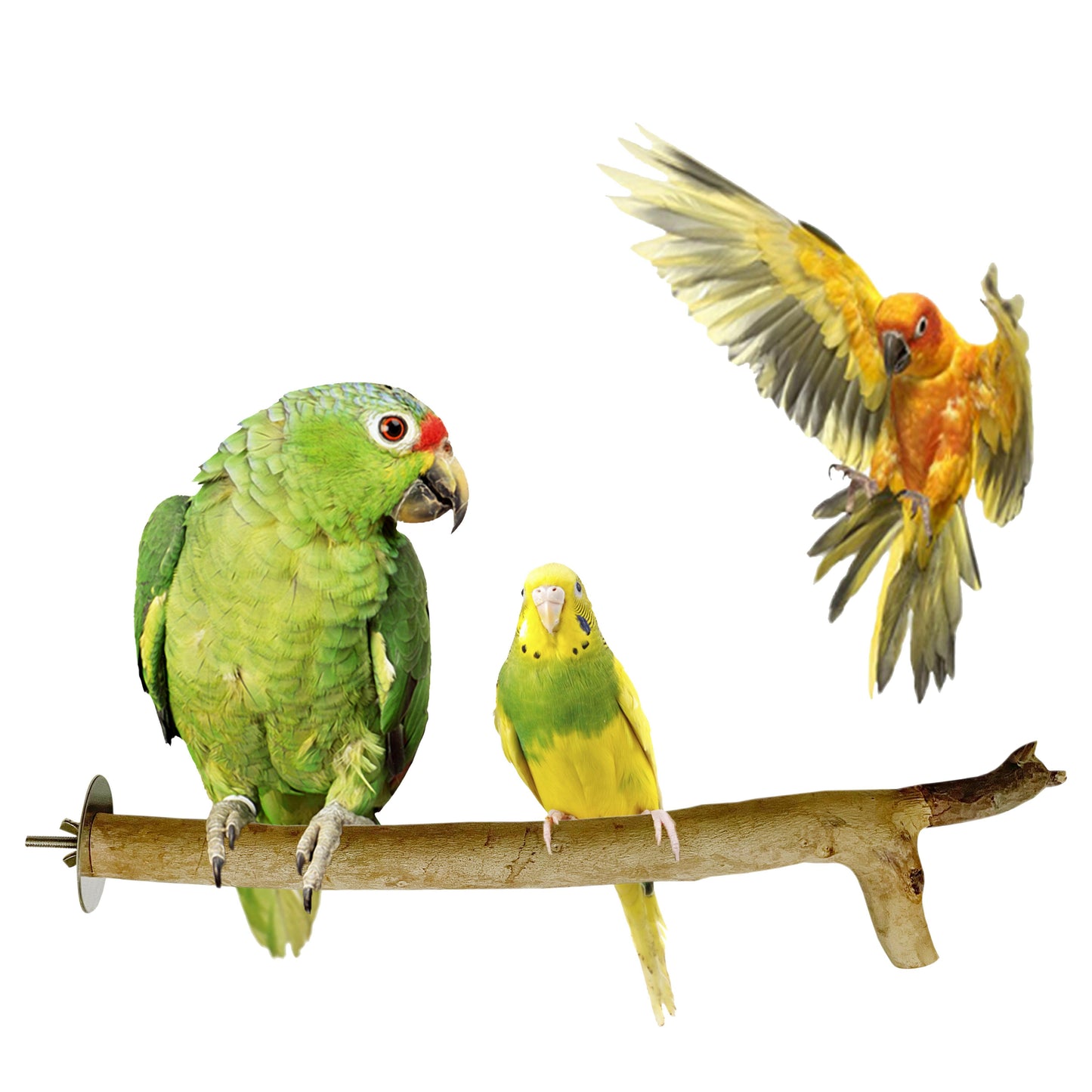 Congo 100% Natural Eucalyptus 11" to 13" inch Chewable Perch (Neelgiri Wood) for Playing for Budgies, Lovebirds, Cockatiels, Conure, Senegal, Amazon and Other Birds, 11" to 13" inch (Pack of 2)