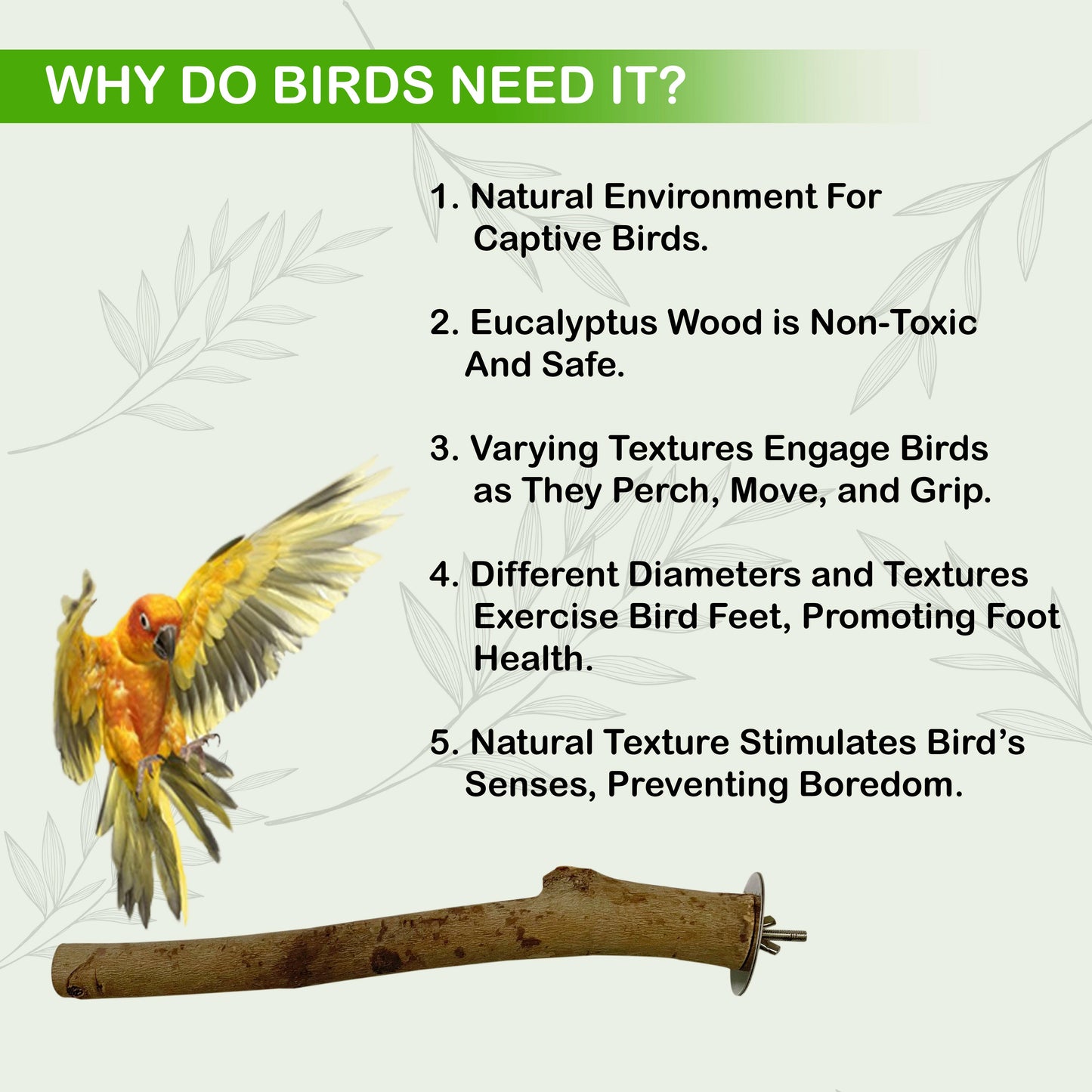 Congo 100% Natural Eucalyptus 11" to 13" inch Chewable Perch (Neelgiri Wood) for Playing for Budgies, Lovebirds, Cockatiels, Conure, Senegal, Amazon and Other Birds, 11" to 13" inch (Pack of 2)