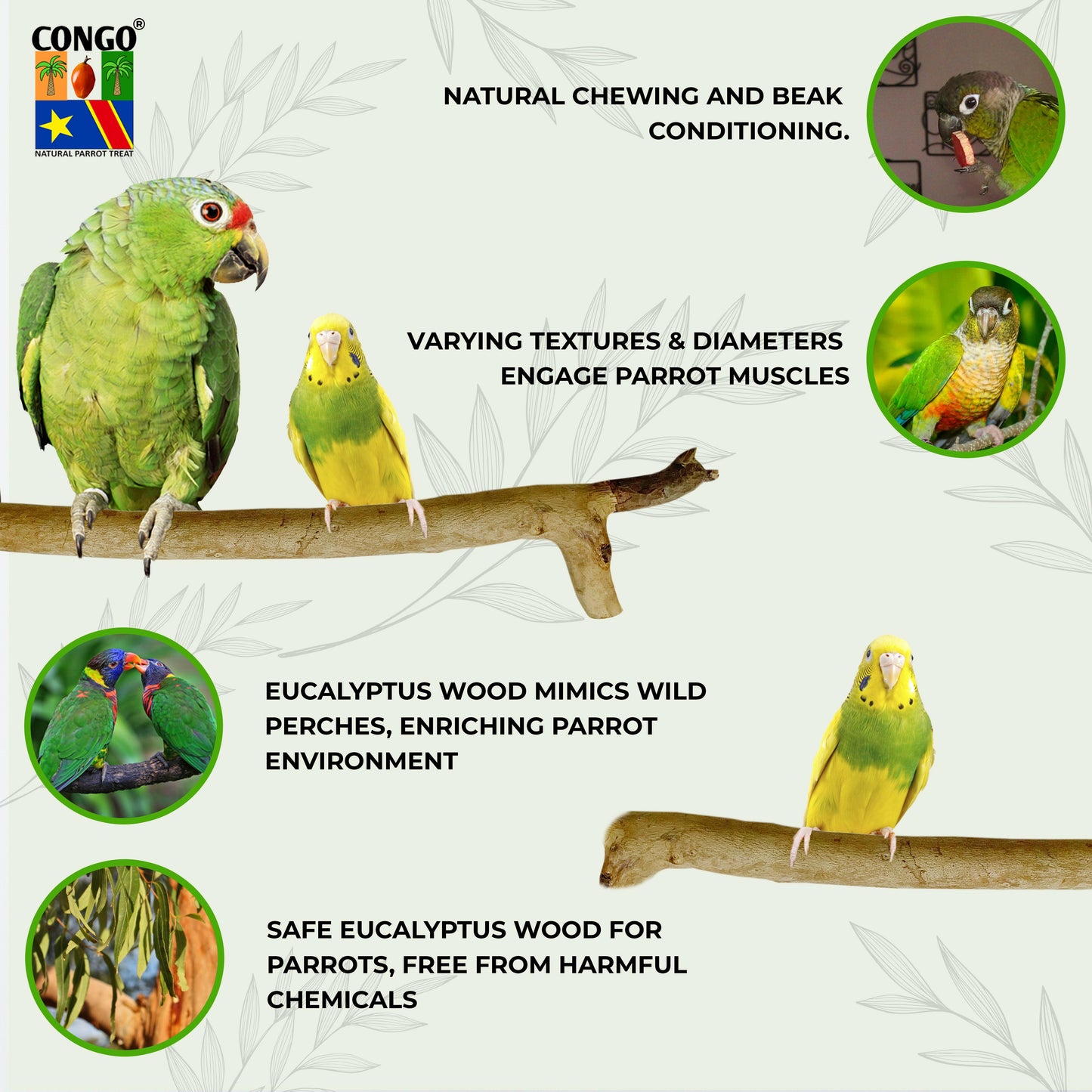 Congo 100% Natural Eucalyptus 11" to 13" inch Chewable Perch (Neelgiri Wood) for Playing for Budgies, Lovebirds, Cockatiels, Conure, Senegal, Amazon and Other Birds, 11" to 13" inch (Pack of 2)
