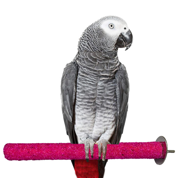 CONGO Medium Sandy Perch 12" for Birds