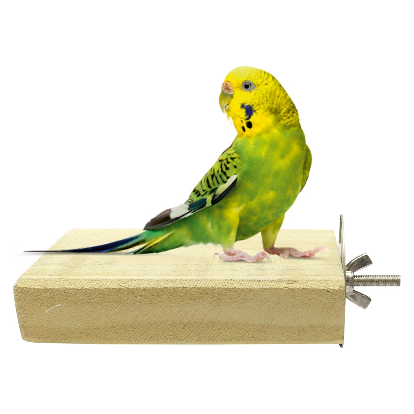 Congo 5 inch Chew-Safe Wood Sitting Platform Bird Toy for Budgies, Love Bird, Cockatiel and Other (Piece of 1)