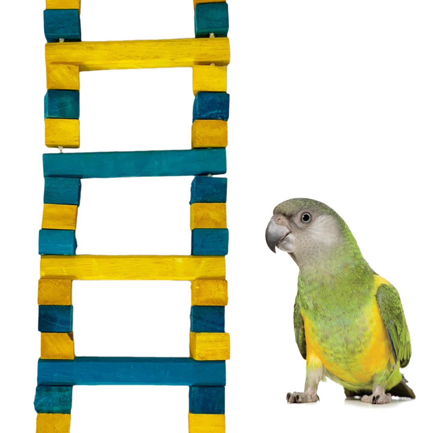 Congo Colored 36 Inch Ladder for Chewing and Playing for Amazon, African Grey, Macaw, Cockatoo and Other Birds (Piece of 1)