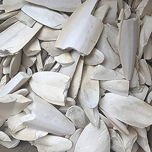 Cuttle Fish Bone (Pieces) – Natural Calcium Source for All Birds 200gm