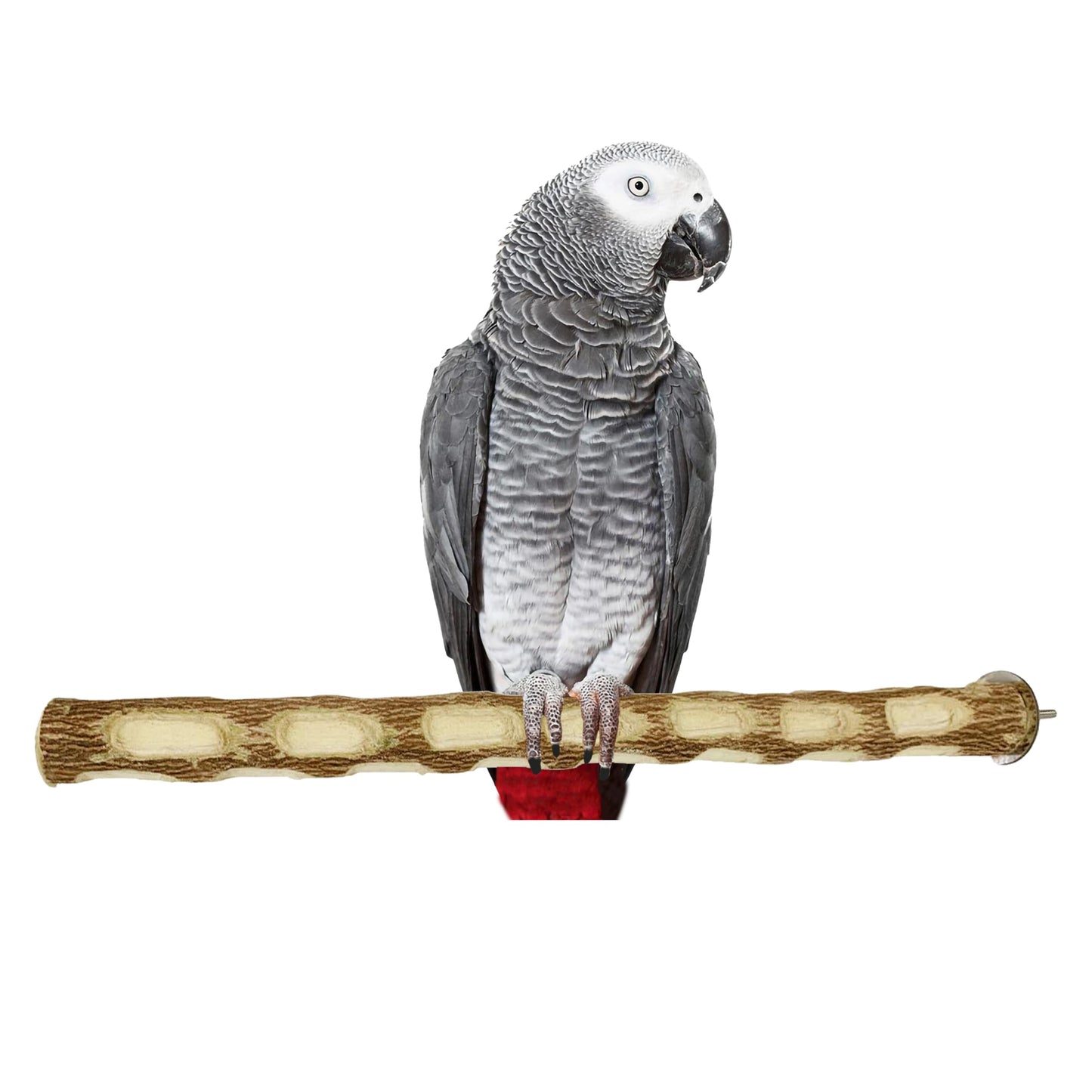 CONGO® Premium 18" Long Dotted Sitting And Chewing Perch For Conure, Amazon, African Grey, Macaw And Other Bird Piece of 1