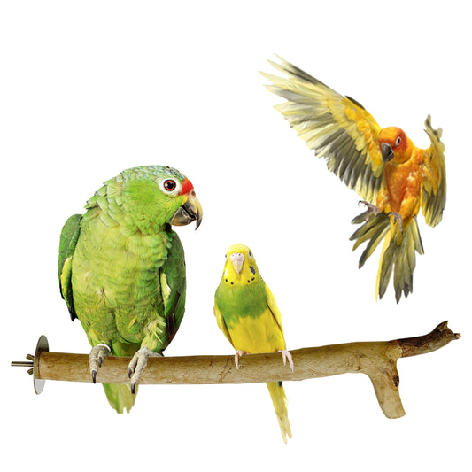 Congo 100% Natural Eucalyptus 11" to 13" inch Chewable Perch (Neelgiri Wood) for Playing for Budgies, Lovebirds, Cockatiels, Conure, Senegal, Amazon and Other Birds, 11" to 13" inch (Pack of 2)