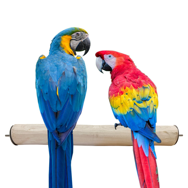 CONGO Dotted Eucalyptus Perch 18" for Big Birds