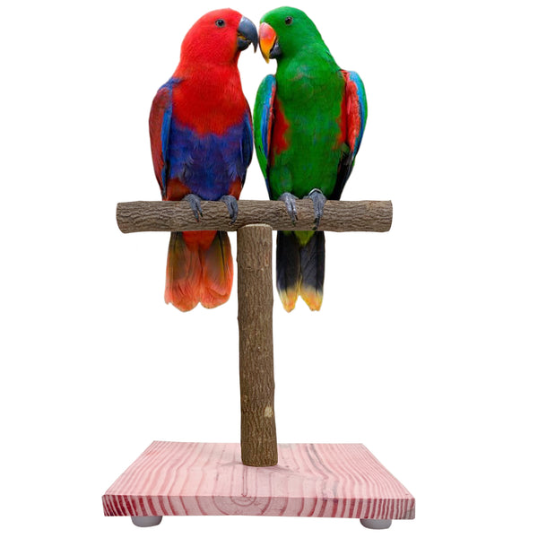 CONGO T Training Stand 1 ft for Small Birds
